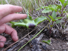 Ledebouria asperifolia