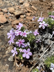 Phlox douglasii
