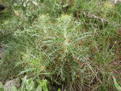 Ptilostemon hispanicus