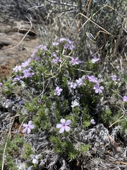 Phlox douglasii