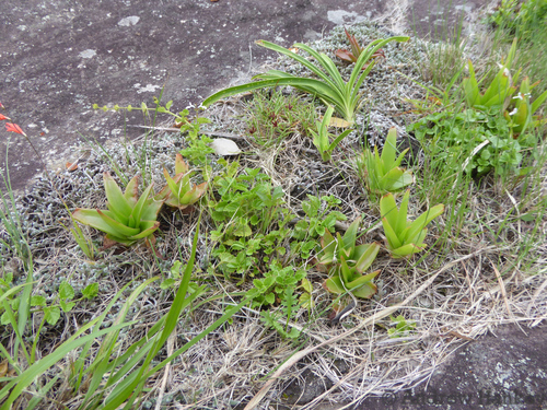 Bulbine latifolia