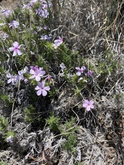 Phlox douglasii