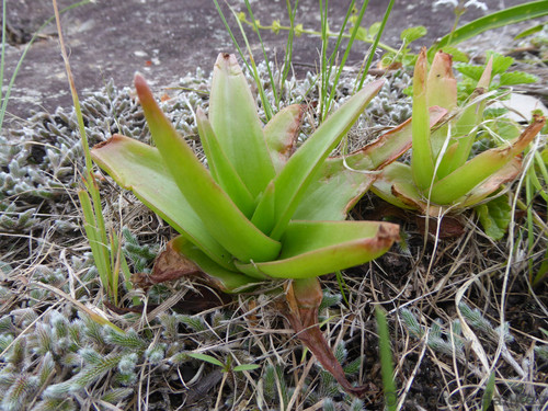 Bulbine latifolia