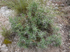 Bupleurum fruticescens