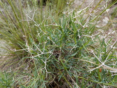 Bupleurum fruticescens