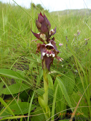 Satyrium sphaerocarpum