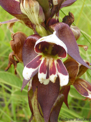 Satyrium sphaerocarpum