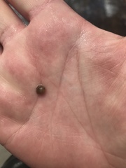 Sphaerium occidentale