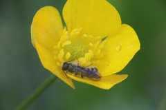 Chelostoma florisomne