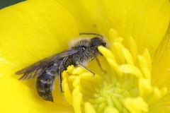 Chelostoma florisomne