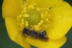 Chelostoma florisomne