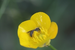 Chelostoma florisomne