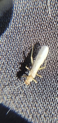 Plecoptera
