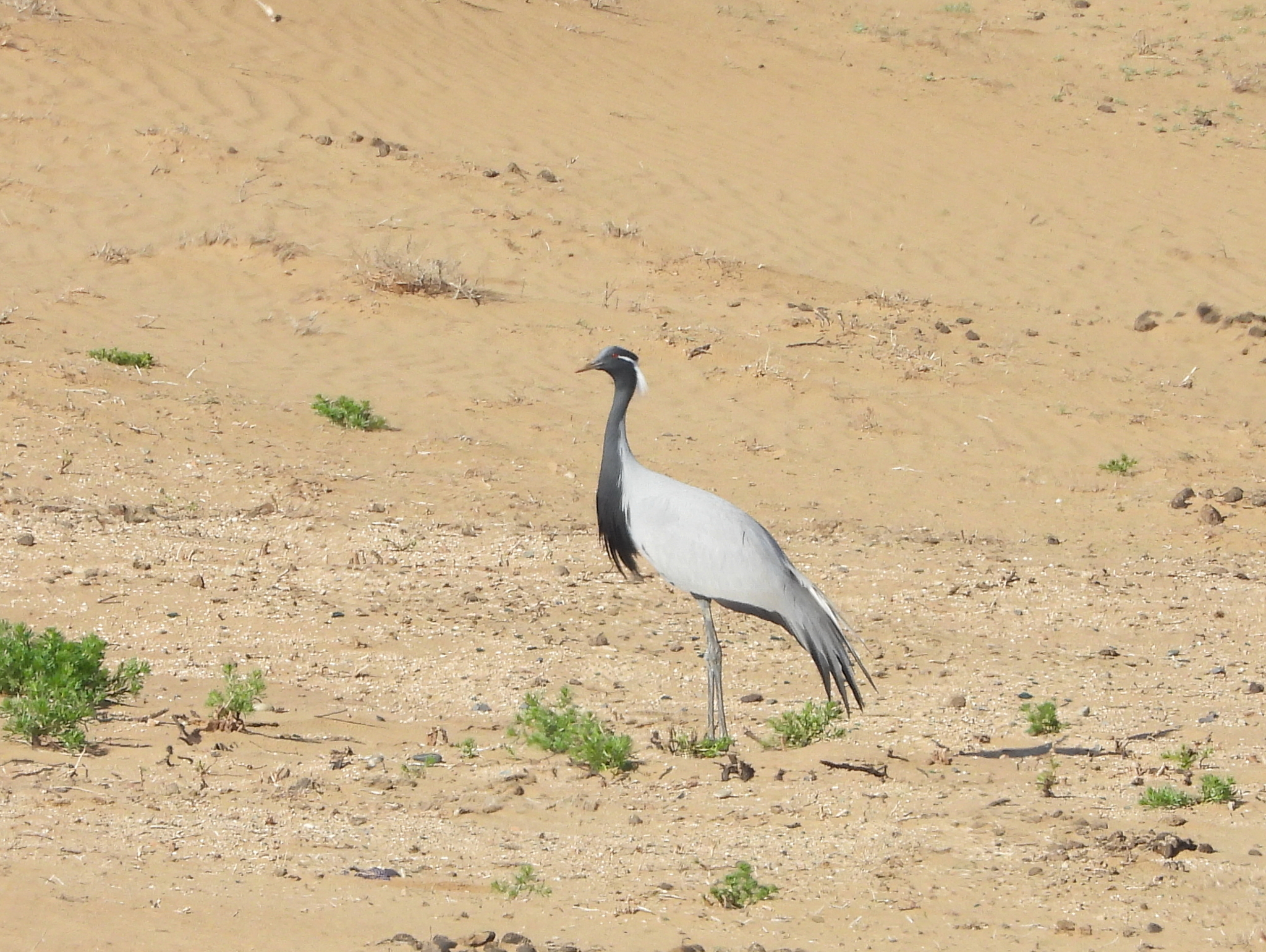 Demoiselle Crane