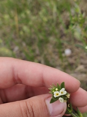 Buglossoides czernjajevii