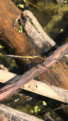 Leucorrhinia intacta