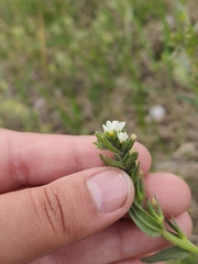 Buglossoides czernjajevii