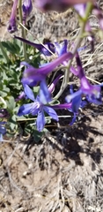 Delphinium scaposum