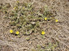 Potentilla candicans
