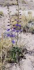 Delphinium scaposum