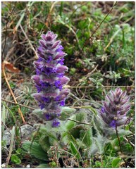 Ajuga orientalis