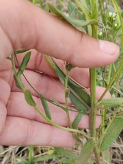 Buglossoides czernjajevii