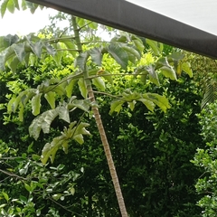 Icterus nigrogularis