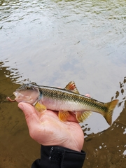 Nocomis platyrhynchus