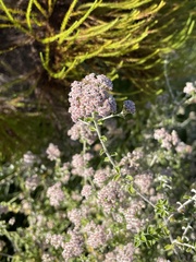 Plecostachys serpyllifolia