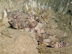 Scorpaena guttata