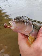 Nocomis platyrhynchus