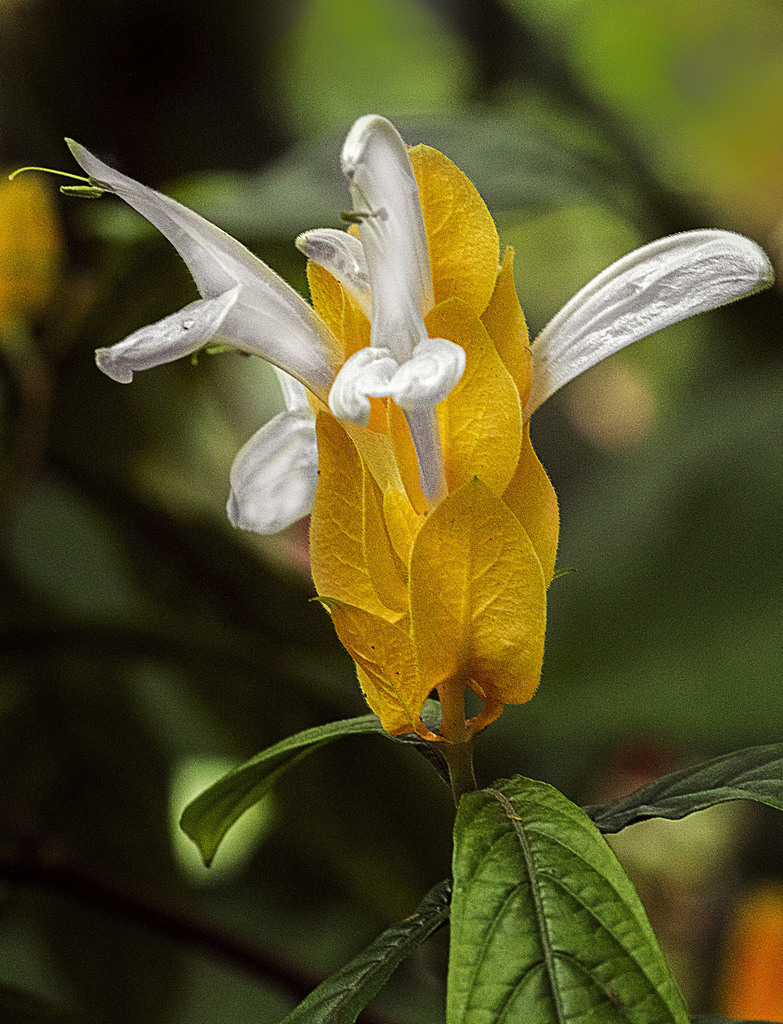 Pachystachys