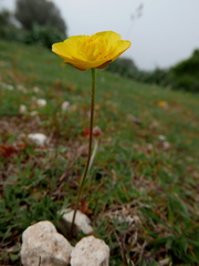 Ranunculus gramineus