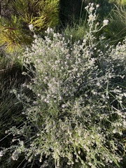 Plecostachys serpyllifolia