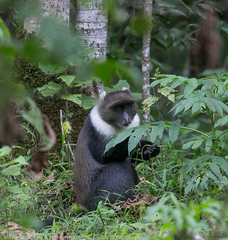 Cercopithecus mitis kolbi