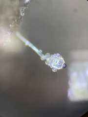 Pilobolus crystallinus