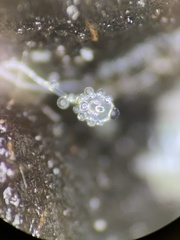 Pilobolus crystallinus