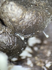 Pilobolus crystallinus