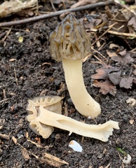 Morchella semilibera