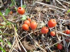 Microstoma protractum