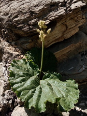 Rheum ribes