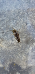 Asellus aquaticus