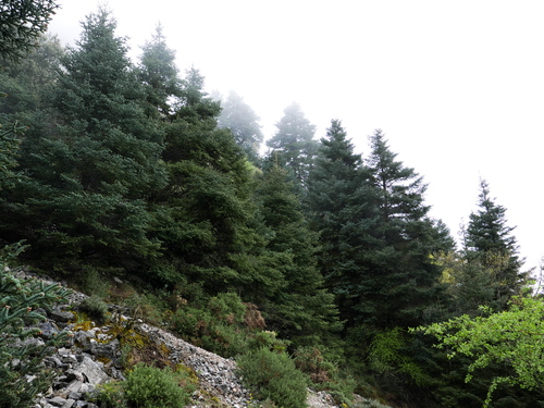 Spanish fir