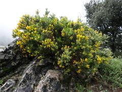 Ulex baeticus