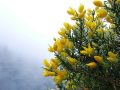Ulex baeticus