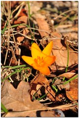 Crocus angustifolius