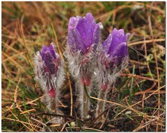 Pulsatilla halleri