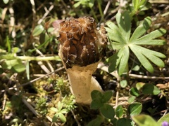 Morchella semilibera