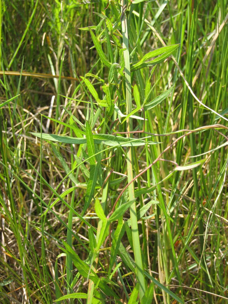 Common Three-Square (Plants of Highline Lake State Park) · iNaturalist