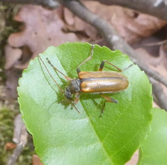 Cortodera humeralis